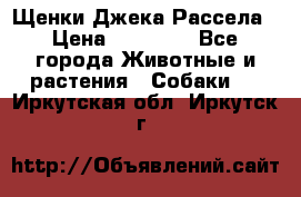 Щенки Джека Рассела › Цена ­ 10 000 - Все города Животные и растения » Собаки   . Иркутская обл.,Иркутск г.